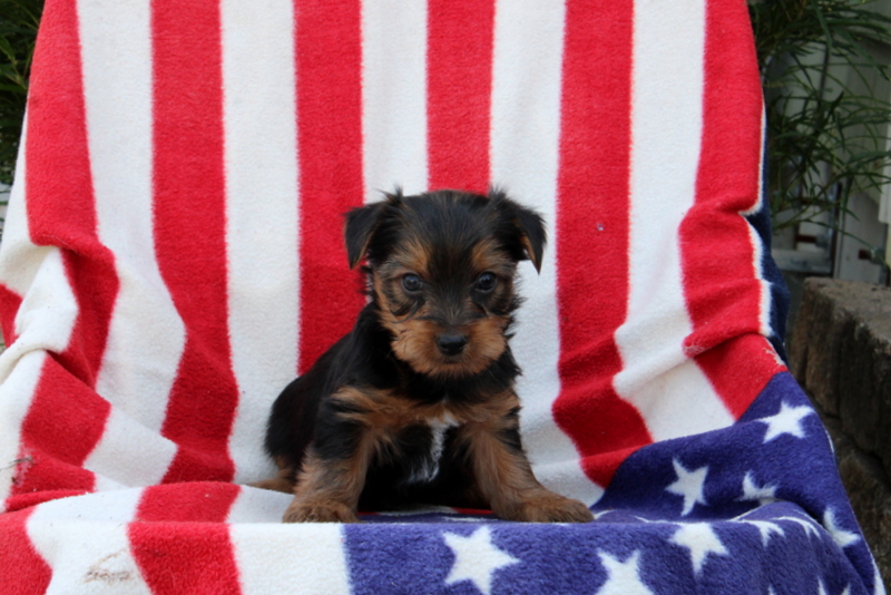 puppy, for, sale, Yorkshire Terrier, Matthew B. Stoltzfus, dog, breeder, Gap, PA, dog-breeder, puppy-for-sale, forsale, nearby, find, puppyfind, locator, puppylocator, aca